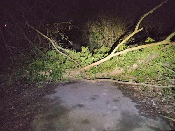 The photo for Fallen Tree CC24 -  Fordwich Way.